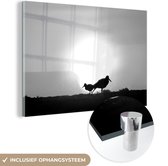 MuchoWow® Glasschilderij 180x120 cm - Schilderij acrylglas - Een scholekster met een jonge scholekster tijdens een zonnige ochtend - zwart wit - Foto op glas - Schilderijen