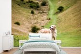 Behang - Fotobehang afbeelding van een Golden Retriever - Breedte 390 cm x hoogte 260 cm