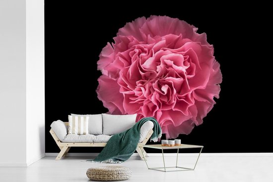 Papier peint photo peint photo vinyle - Oeillet rose sur fond noir largeur 360 cm x hauteur 240 cm - Tirage photo sur papier peint (disponible en 7 tailles)