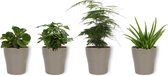 Set van 4 Kamerplanten - Aloe Vera & Asparagus Plumosus & Coffea Arabica & Peperomia Green Gold - ± 25cm hoog - 12cm diameter - in zilveren pot
