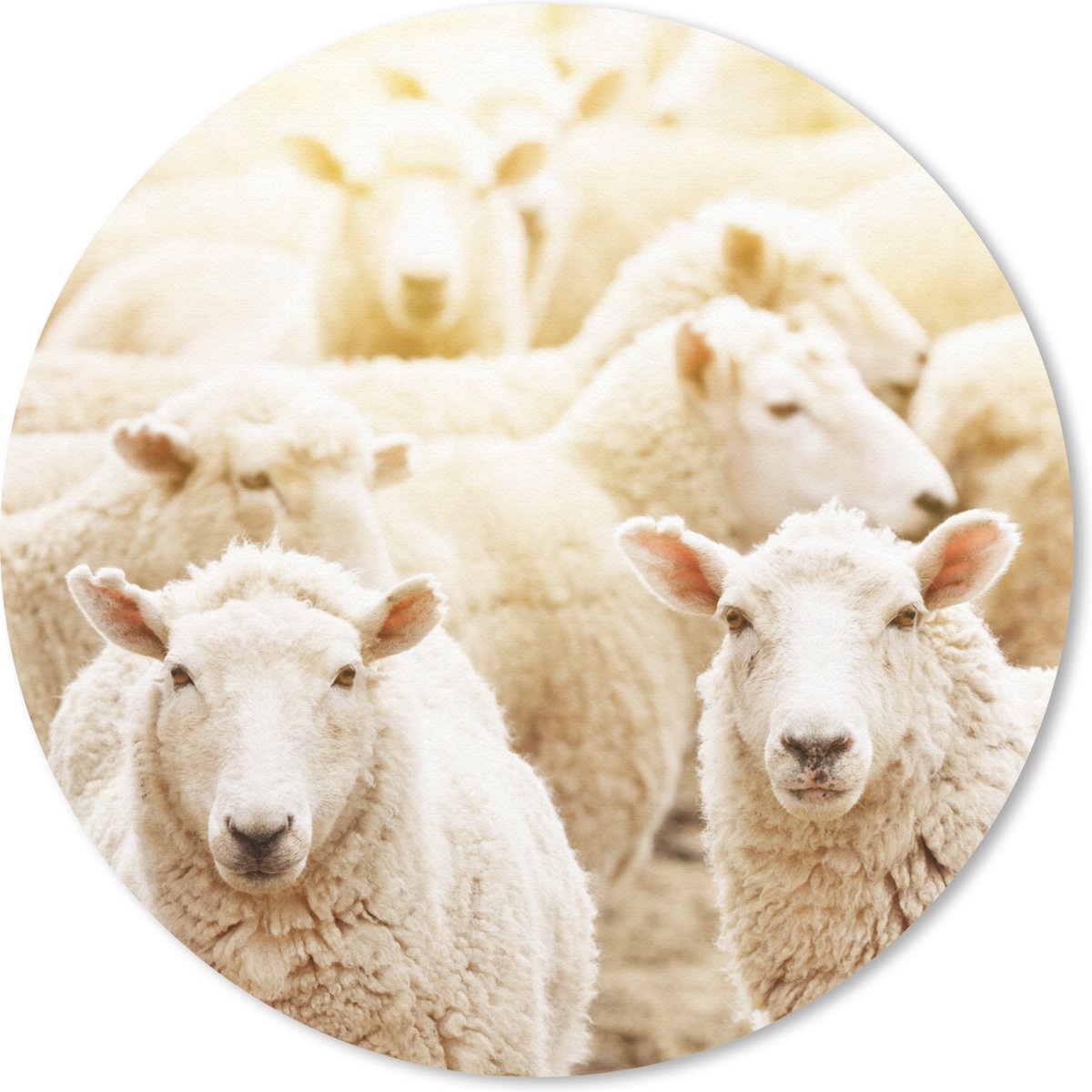 Muismat rond 50x50 cm - Mousepad Schapen - Wol - Wit - Ronde muismatten