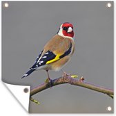 Affiche de jardin Putter - Un putter regarde directement dans l'appareil photo Affiche de jardin 100x100 cm - Toile de jardin / Toile d'extérieur / Peintures d'extérieur (décoration de jardin) XXL / Groot format!