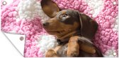 Tuinposter Een Teckel puppy op een roze deken - 60x30 cm - Tuindoek - Buitenposter