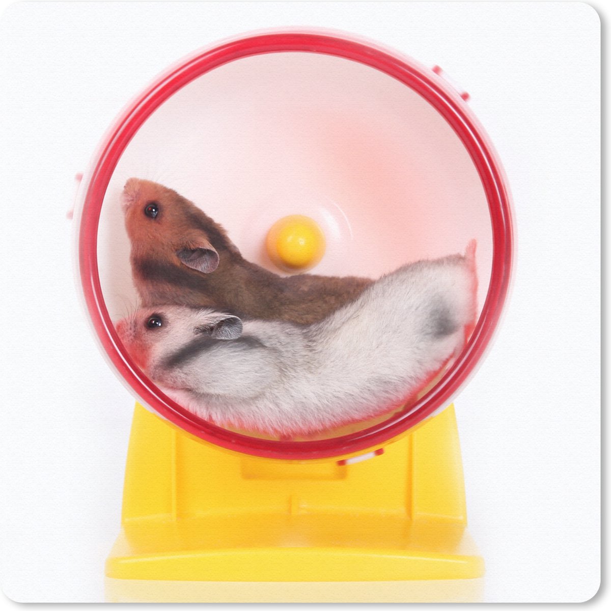 Muismat 20x20 cm - Mousepad Hamsters in een wiel - Muismatten