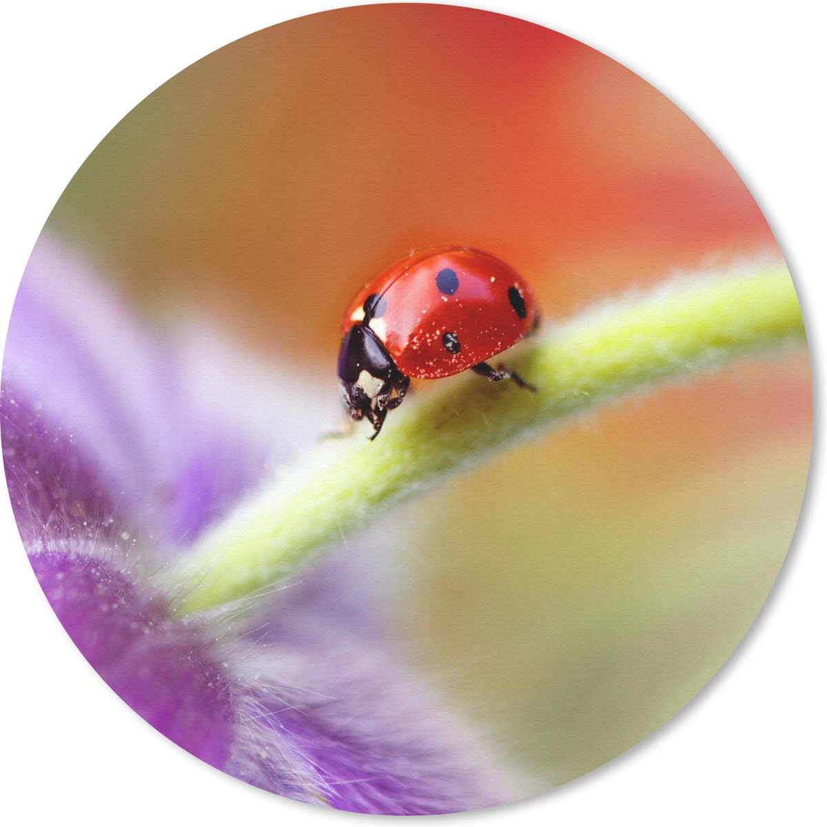 Muismat rond 30x30 cm - Mousepad Lieveheersbeestje op een paarse bloem - Ronde muismatten