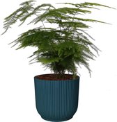 Kamerplant van Botanicly – Sierasperge in blauw ELHO plastic pot als set – Hoogte: 28 cm – Asparagus Plumosus