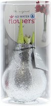 Wax Amaryllis Glitterz Zilver in Koker | 1 stuk | Rood | Kamerplant
