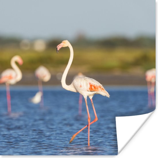 Poster Een groep flamingo's in het water - 100x100 cm XXL