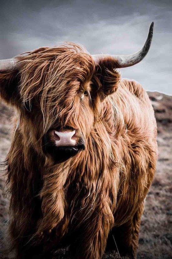 Highlander écossais en couleur sur toile - WallCatcher | Debout 60 x 90 cm | Peintures animalières | Canvasdoek de décoration murale de qualité