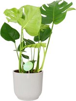 Kamerplant van Botanicly – Gatenplant in witte ELHO plastic pot als set – Hoogte: 76 cm – Monstera Deliciosa