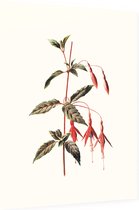 Bellenplant (Fuchsia White) - Foto op Dibond - 60 x 80 cm