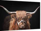 Schotse hooglander op zwarte achtergrond - Foto op Dibond - 60 x 40 cm