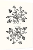 Gewoon Speenkruid zwart-wit (Lesser Celandine) - Foto op Dibond - 30 x 40 cm