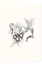 Walnoot zwart-wit (walnut) - Foto op Dibond - 30 x 40 cm