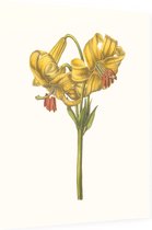 Goudbandlelie Aquarel (Yellow Japan Lily) - Foto op Dibond - 30 x 40 cm