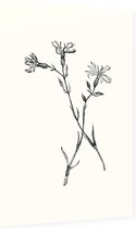 Echte Koekoeksbloem zwart-wit (Ragged Robin) - Foto op Dibond - 40 x 60 cm