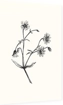 Grote Muur zwart-wit (Greater Stitchwort) - Foto op Dibond - 60 x 90 cm