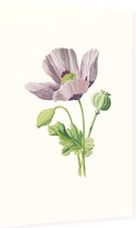 Slaapbol (Opium Poppy) - Foto op Dibond - 60 x 90 cm