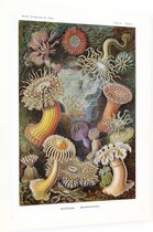 Heliactis - Actiniae (Kunstformen der Natur), Ernst Haeckel - Foto op Dibond - 60 x 80 cm