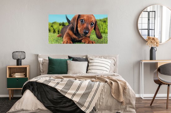 Poster Beau ciel au-dessus d'un adorable chiot Teckel - 120x60 cm