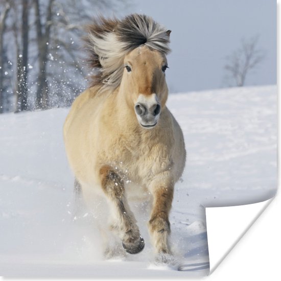 Poster Rennend fjord paard in de sneeuw