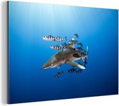 Requin avec poisson Aluminium 120x80 cm - Tirage photo sur aluminium (décoration murale en métal)