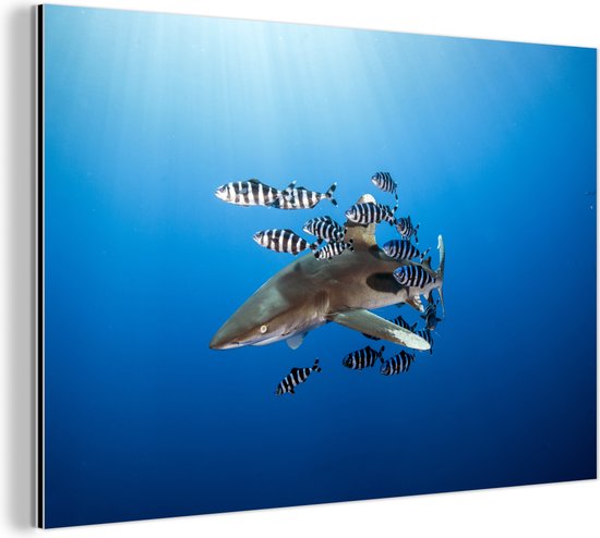 Wanddecoratie Metaal - Aluminium Schilderij - Haai met vissen