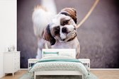 Behang - Fotobehang Een schattige Shih Tzu hond - Breedte 360 cm x hoogte 240 cm