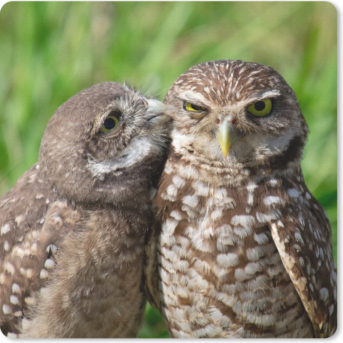Muismat 30x30 cm - Mousepad Uilen - Vogels - Gras - Muismatten