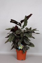 Kamerplant van Botanicly – Calathea Ornata – Hoogte: 80 cm