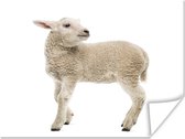 Poster Schaap - Wol - Lam - 120x90 cm