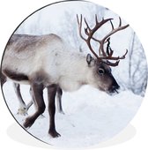 WallCircle - Wandcirkel - Muurcirkel - Een kerstfoto van rendieren langs de wegen van het Finse Kilpisjarvi - Aluminium - Dibond - ⌀ 60 cm - Binnen en Buiten