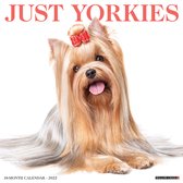 Yorkshire Terrier Kalender 2022