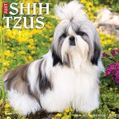 Shih Tzu Kalender 2022