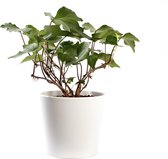 Plant in hydrocultuur systeem van Botanicly: Klimop met weinig onderhoud – in wit kleurig hydrocultuur sierpot – Hoogte: 5 cm – Hedera helix Montgomery