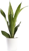 Plant in hydrocultuur systeem van Botanicly: Vrouwentongen met weinig onderhoud – in wit kleurig hydrocultuur sierpot – Hoogte: 35 cm – Sansevieria trif. Moonshine