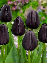 250x Tulpen 'Queen of night'  bloembollen met bloeigarantie