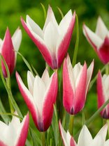 40x Tulpen 'Clusiana peppermint stick'  bloembollen met bloeigarantie