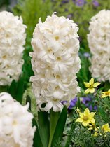 100x Hyacint 'Carnegie'  bloembollen met bloeigarantie