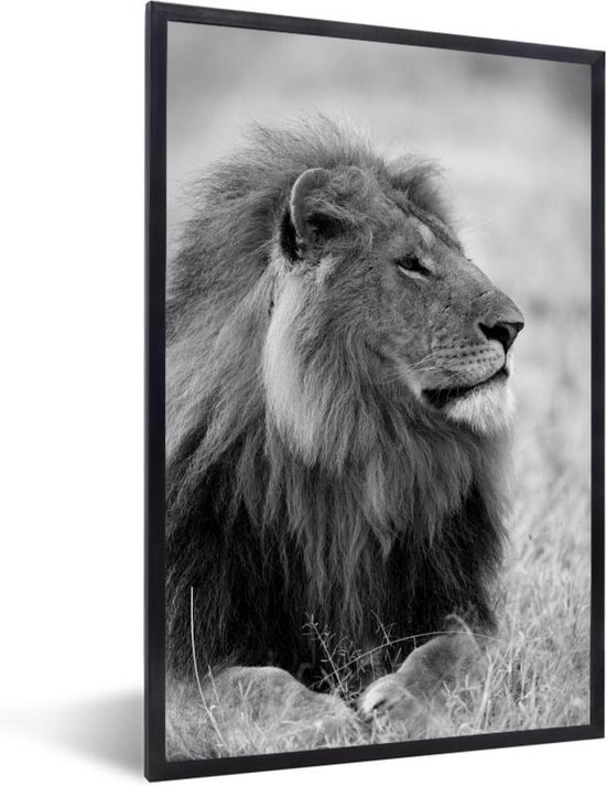 Fotolijst incl. Poster Zwart Wit- Een leeuw geniet van de zon – zwart wit – 60×90 cm – Posterlijst