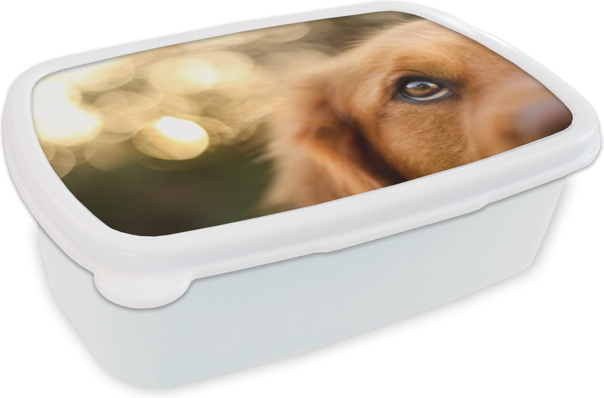 Broodtrommel Wit - Lunchbox - Brooddoos - De twinkeling in het oog van de Golden Retriever - 18x12x6 cm - Volwassenen