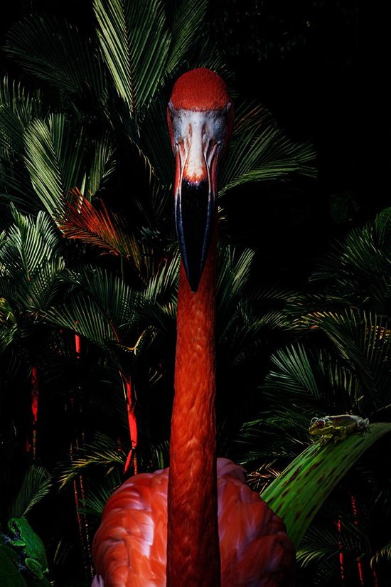 Flamingo portrait - Fotokunst op Plexiglas - Incl. blind ophangsysteem en 5 jaar garantie