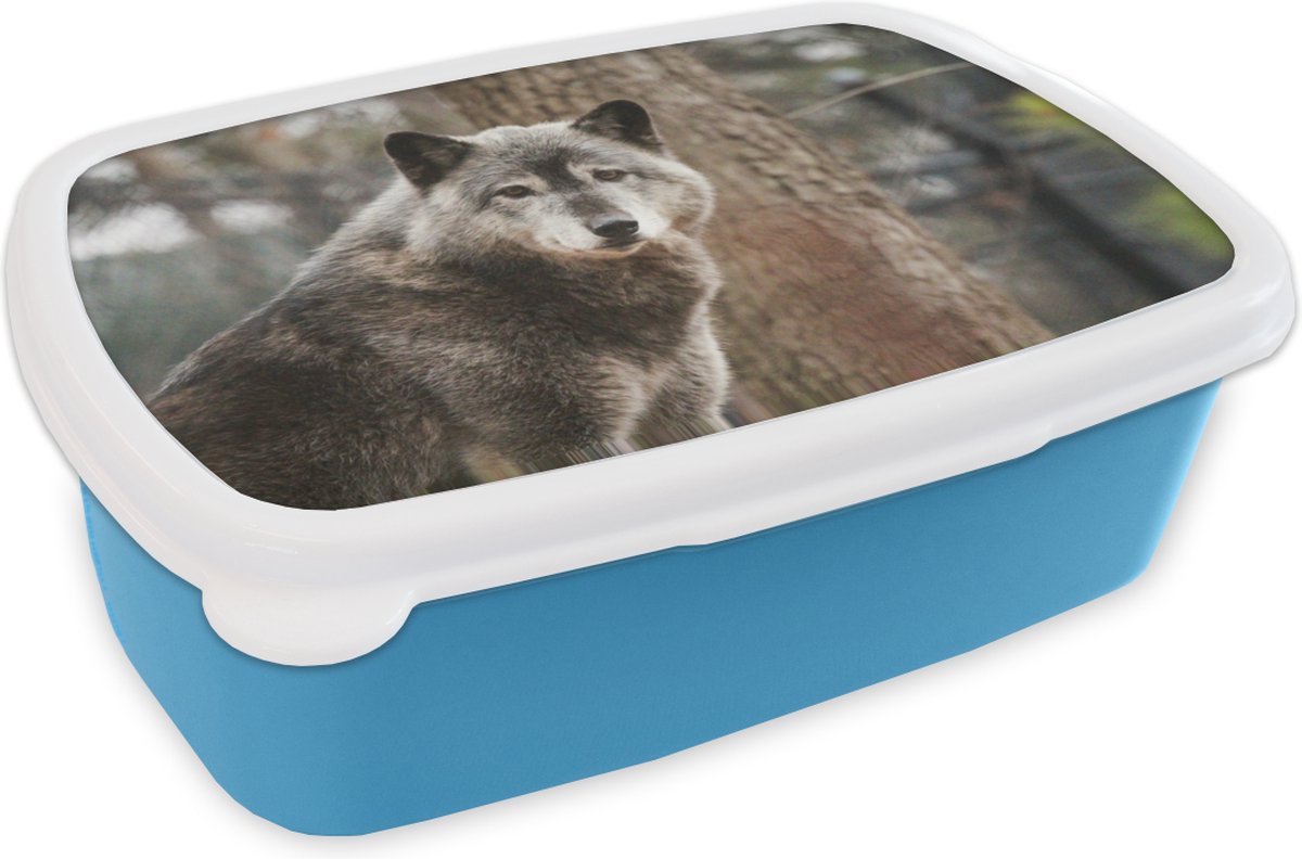 Broodtrommel Blauw - Lunchbox - Brooddoos - Wolf - Bos - Boom - 18x12x6 cm - Kinderen - Jongen