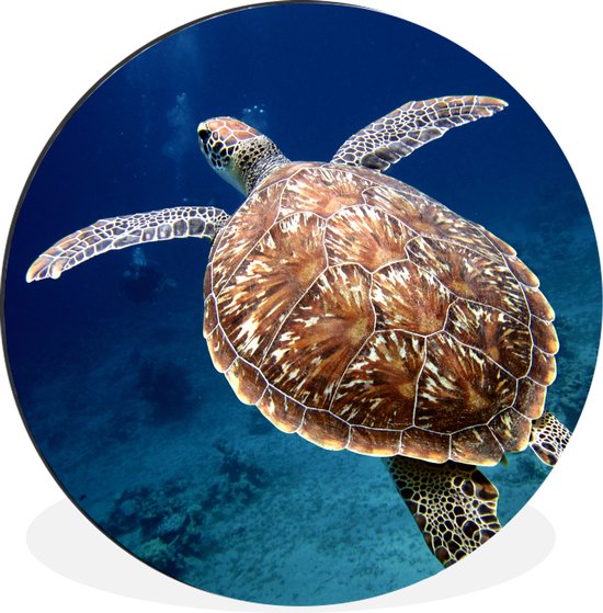 WallCircle - Cercle mural - Cercle mural - Tirage photo tortue de mer - Aluminium - Dibond - 90x90 cm - Intérieur et Extérieur