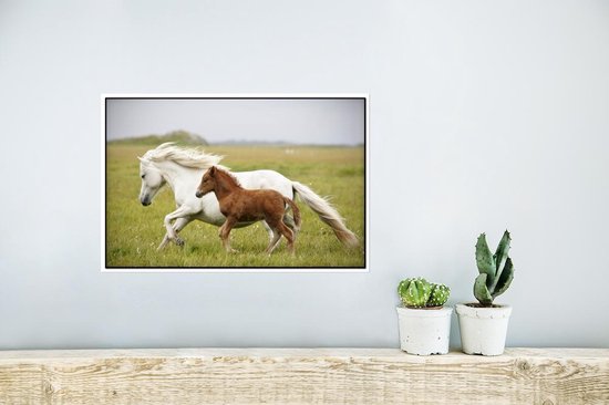 Affiche Paarden - Animaux - Herbe - 30x20 cm