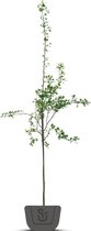 Fluweelboom | Rhus typhina | Stamomtrek: 8-10 cm