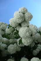 Jonge Sneeuwbal boom | Viburnum opulus 'Roseum' | 100-150cm hoogte