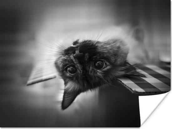 Poster Kat op zijn kop in zwart-wit - 160x120 cm XXL