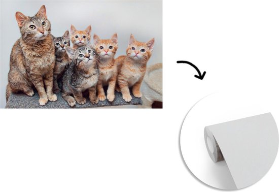 Papier peint photo peint photo vinyle - Chatons curieux largeur 330 cm x hauteur 220 cm - Tirage photo sur papier peint (disponible en 7 tailles)