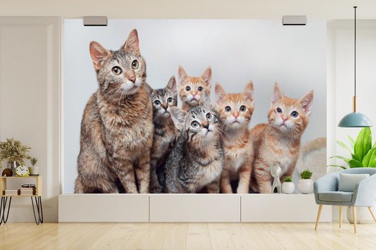 Papier peint photo peint photo vinyle - Chatons curieux largeur 330 cm x hauteur 220 cm - Tirage photo sur papier peint (disponible en 7 tailles)